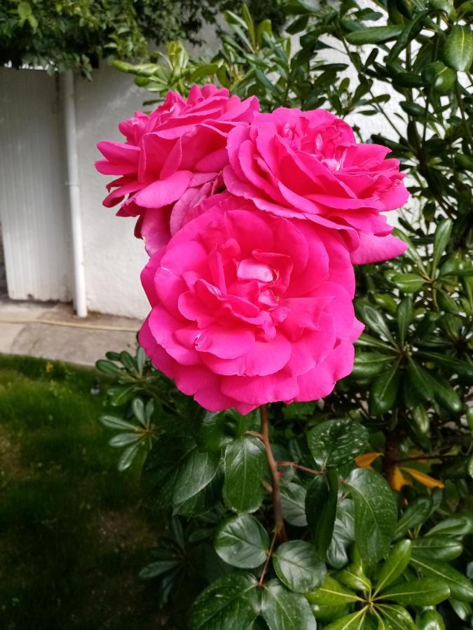 サラン・ド・ジロー Le Flamant Rose Bed & Breakfast エクステリア 写真