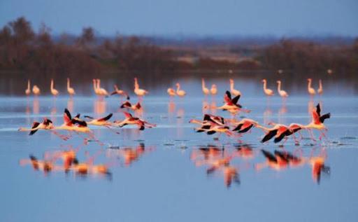 サラン・ド・ジロー Le Flamant Rose Bed & Breakfast エクステリア 写真